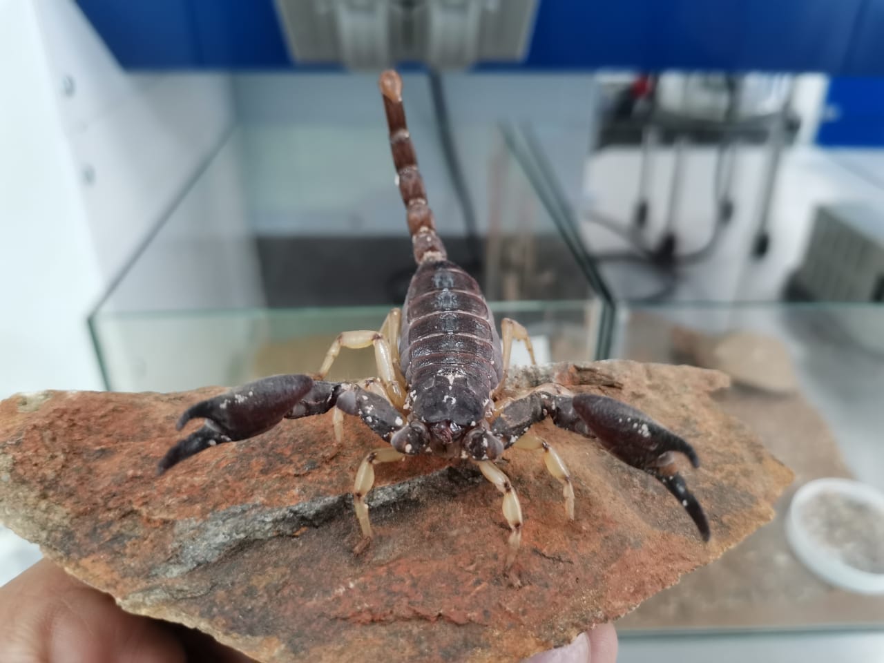 Diplocentrus ochoterenai